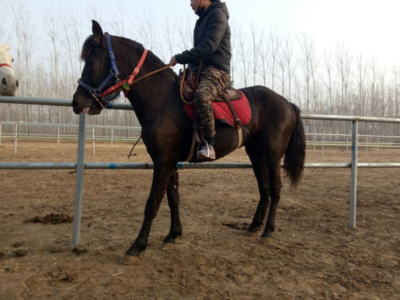 伊犁马400~500kg