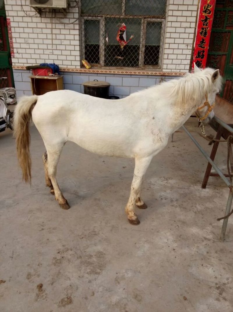 矮马100~200kg
