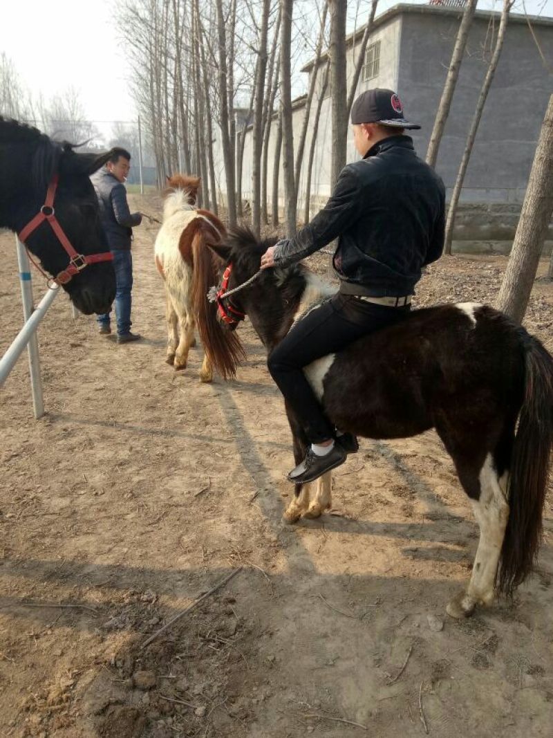 矮马100~200kg