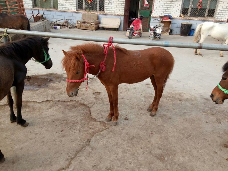矮马100~200kg