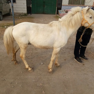 矮马100~200kg