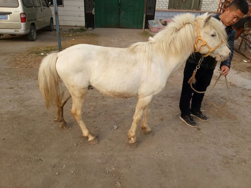 矮马100~200kg