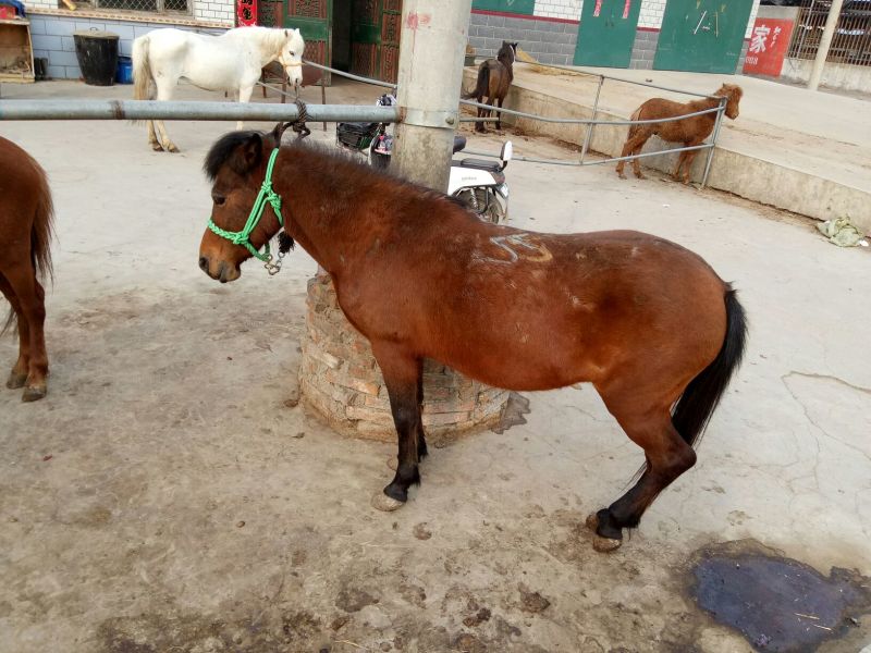 矮马100~200kg