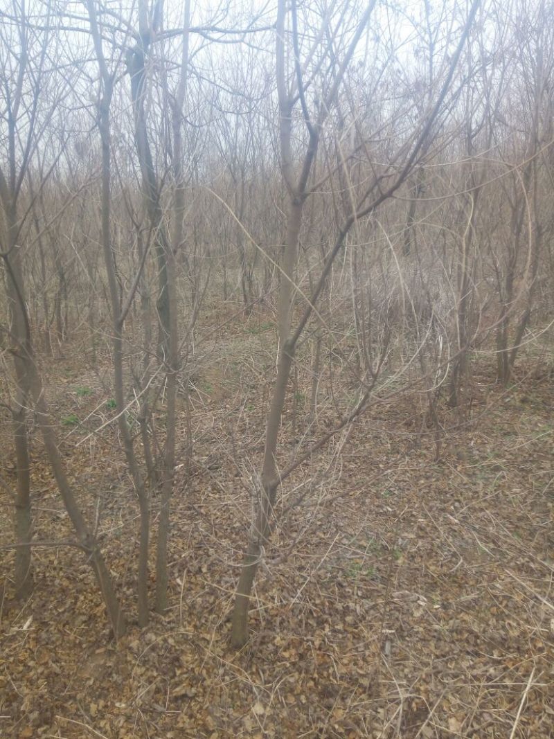 乌桕苗圃直销规格齐全无中介