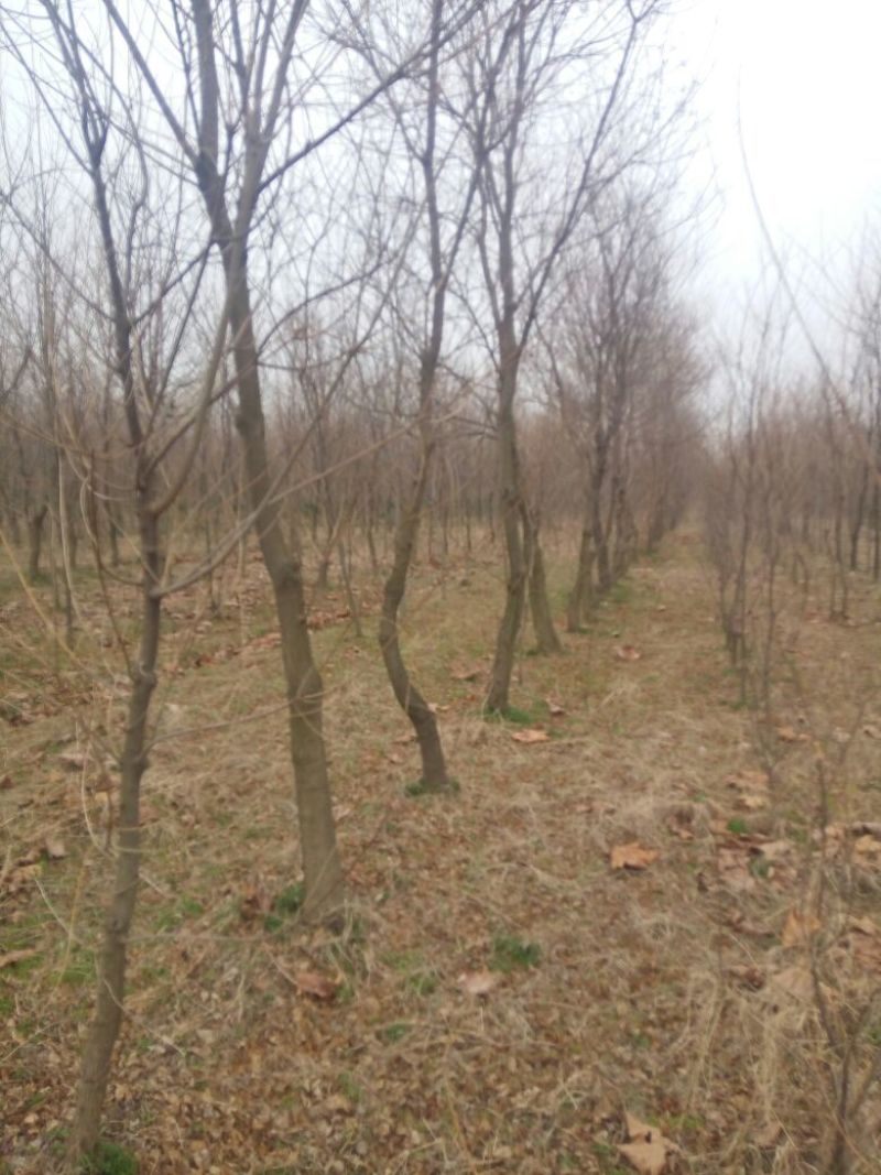 乌桕苗圃直销规格齐全无中介