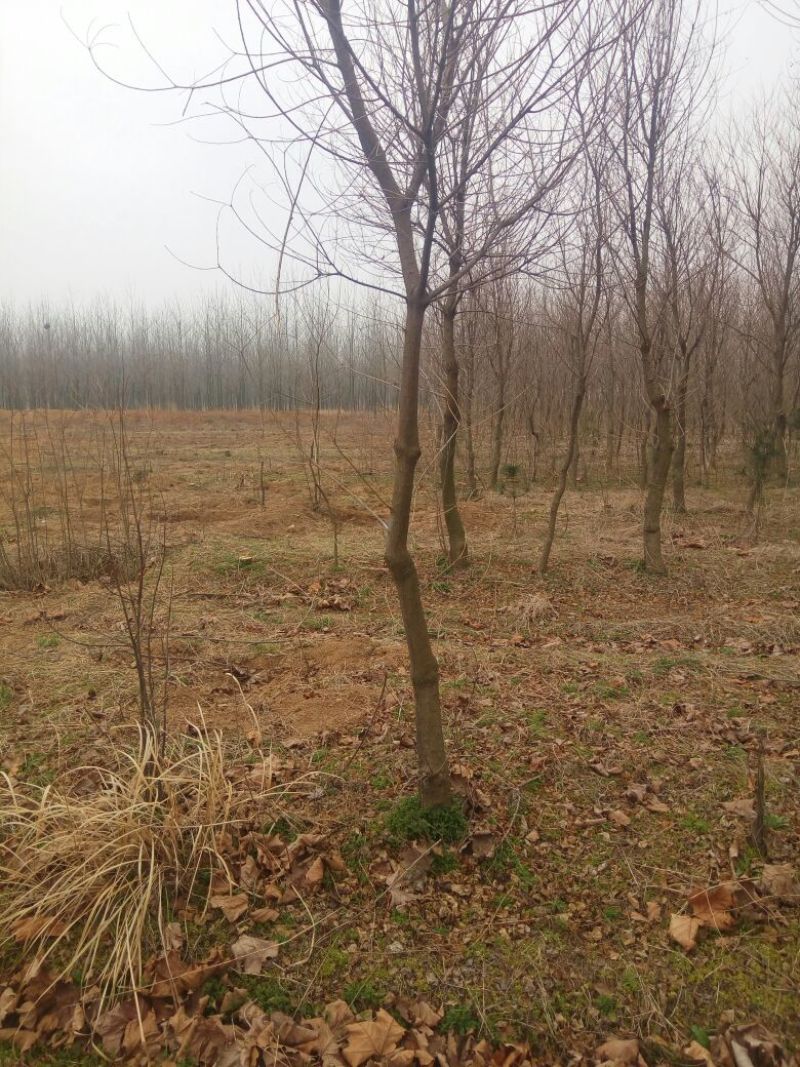 乌桕苗圃直销规格齐全无中介