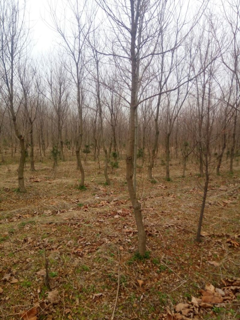 乌桕苗圃直销规格齐全无中介