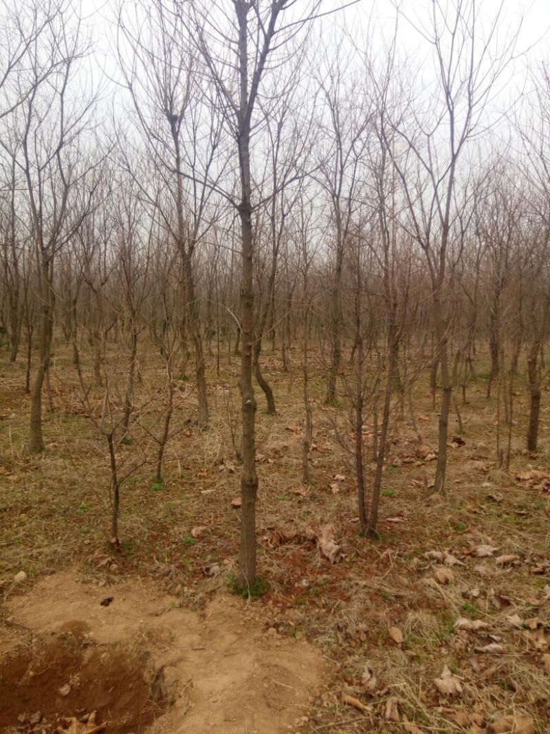 乌桕苗圃直销规格齐全无中介
