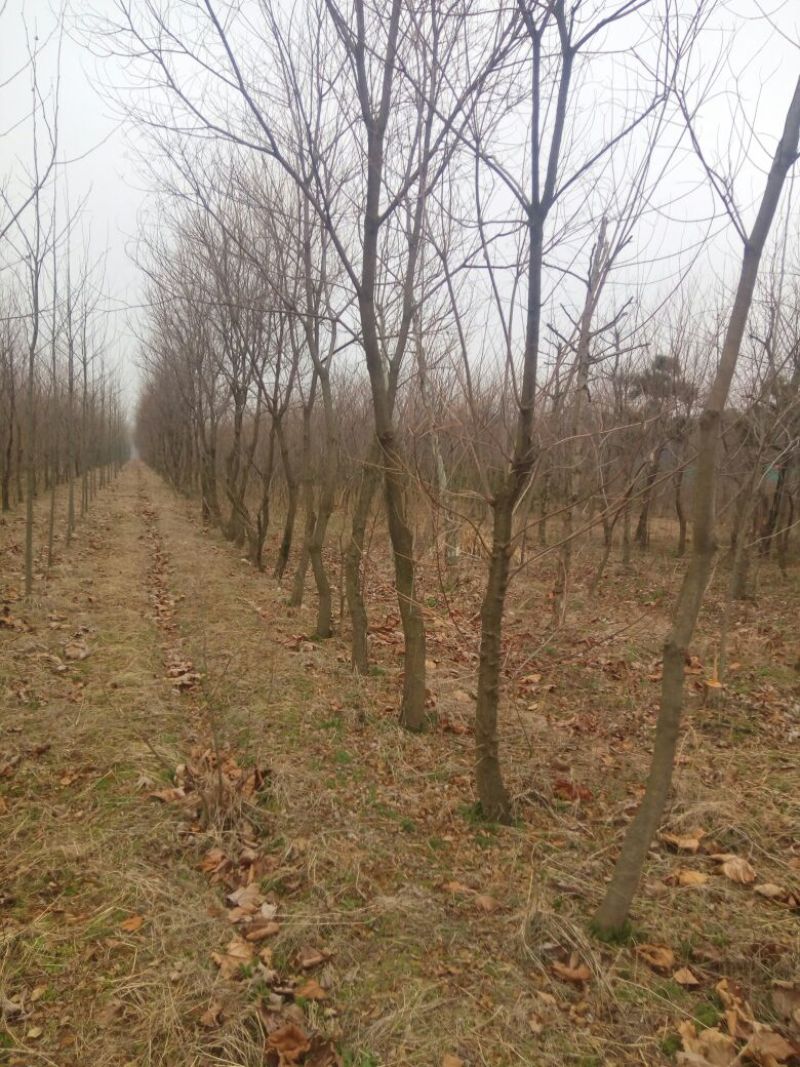 乌桕苗圃直销规格齐全无中介