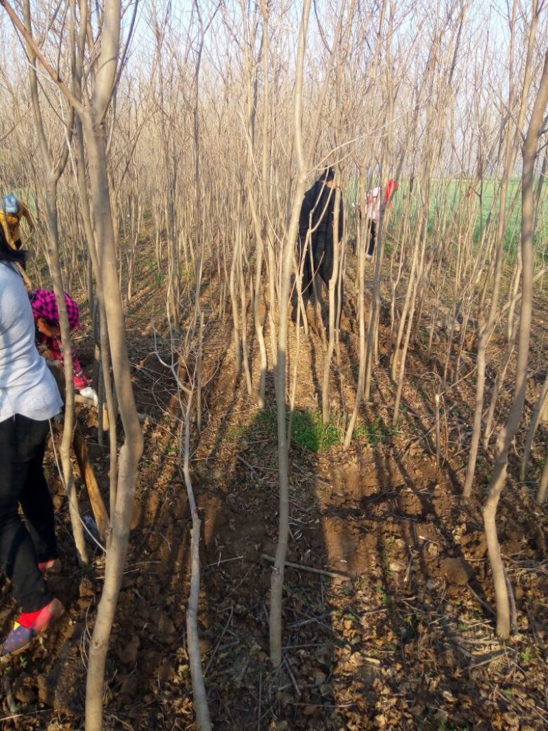 乌桕苗圃直销规格齐全无中介