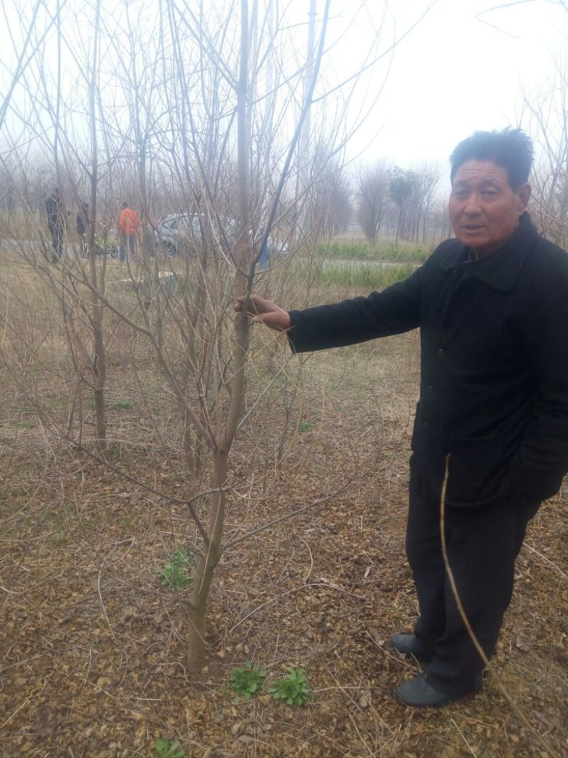 乌桕苗圃直销规格齐全无中介