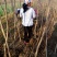 乌桕苗圃直销规格齐全无中介