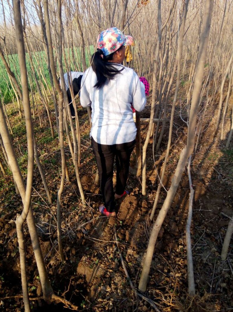 乌桕苗圃直销规格齐全无中介