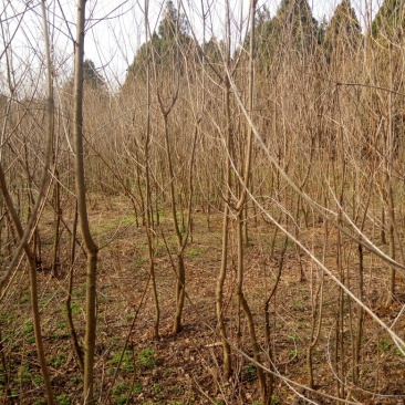 乌桕苗圃直销规格齐全无中介