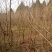 乌桕苗圃直销规格齐全无中介
