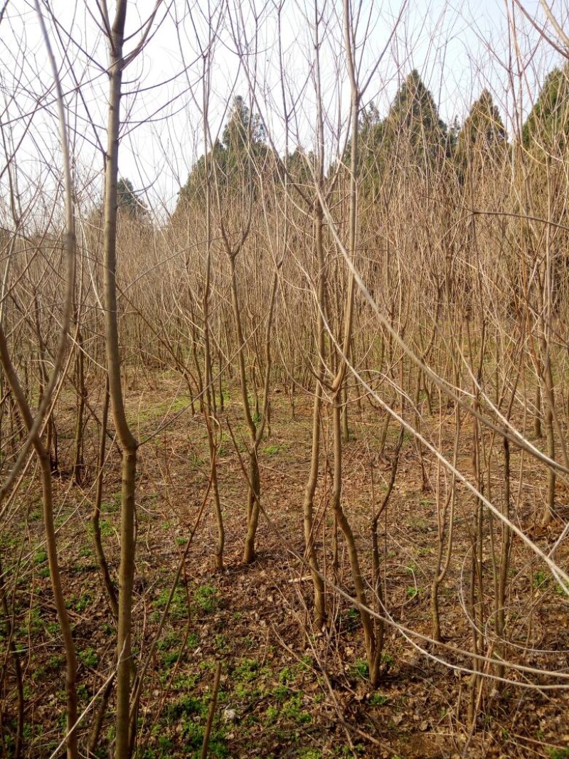 乌桕苗圃直销规格齐全无中介