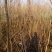 乌桕苗圃直销规格齐全无中介