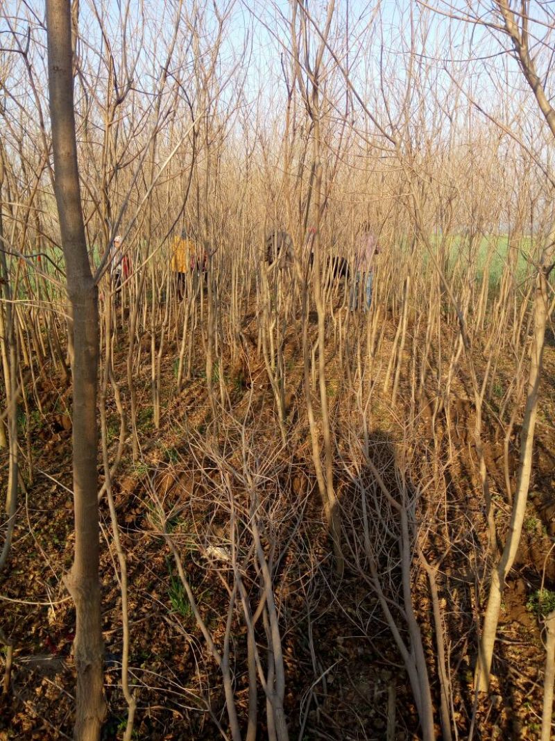 乌桕苗圃直销规格齐全无中介