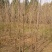 乌桕苗圃直销规格齐全无中介