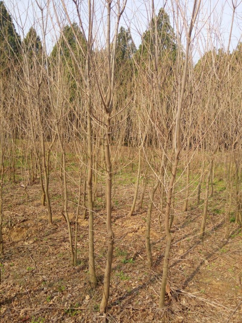 乌桕苗圃直销规格齐全无中介