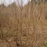 乌桕苗圃直销规格齐全无中介