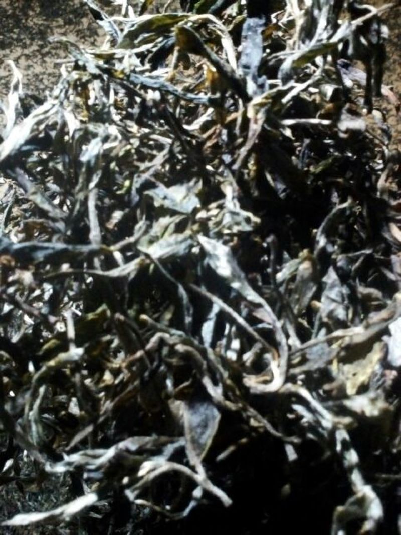 古树普洱茶二级