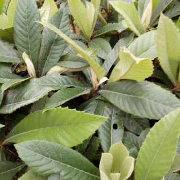 枇杷树苗30~50cm