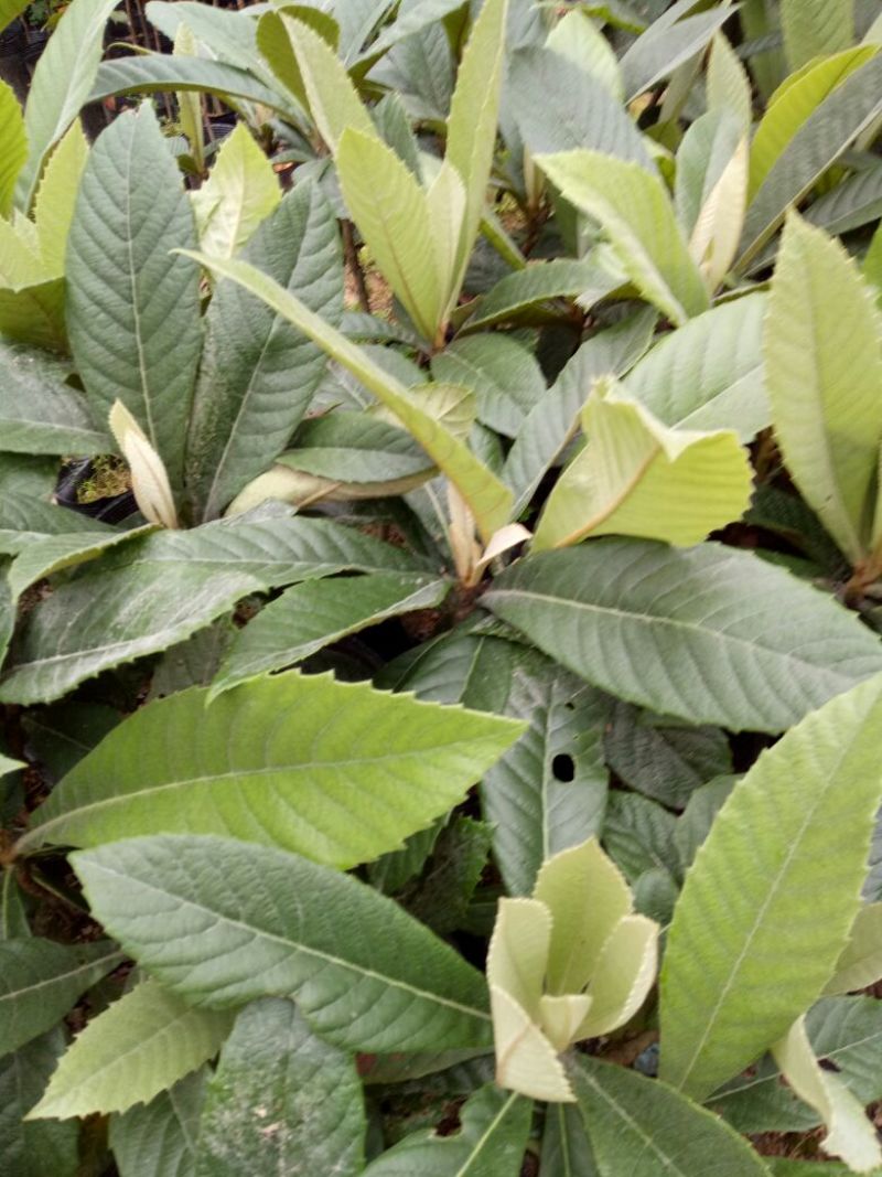 枇杷树苗30~50cm