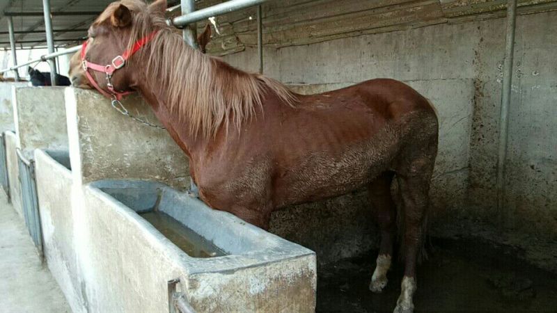 肉马