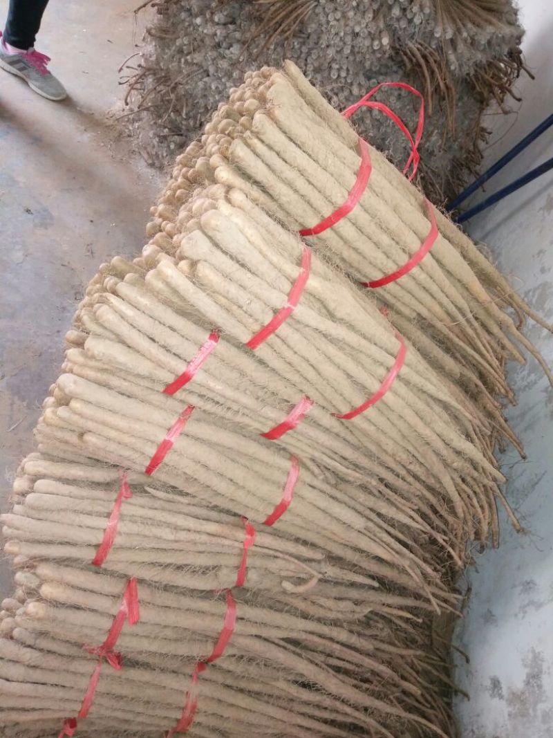 怀菊花袋装