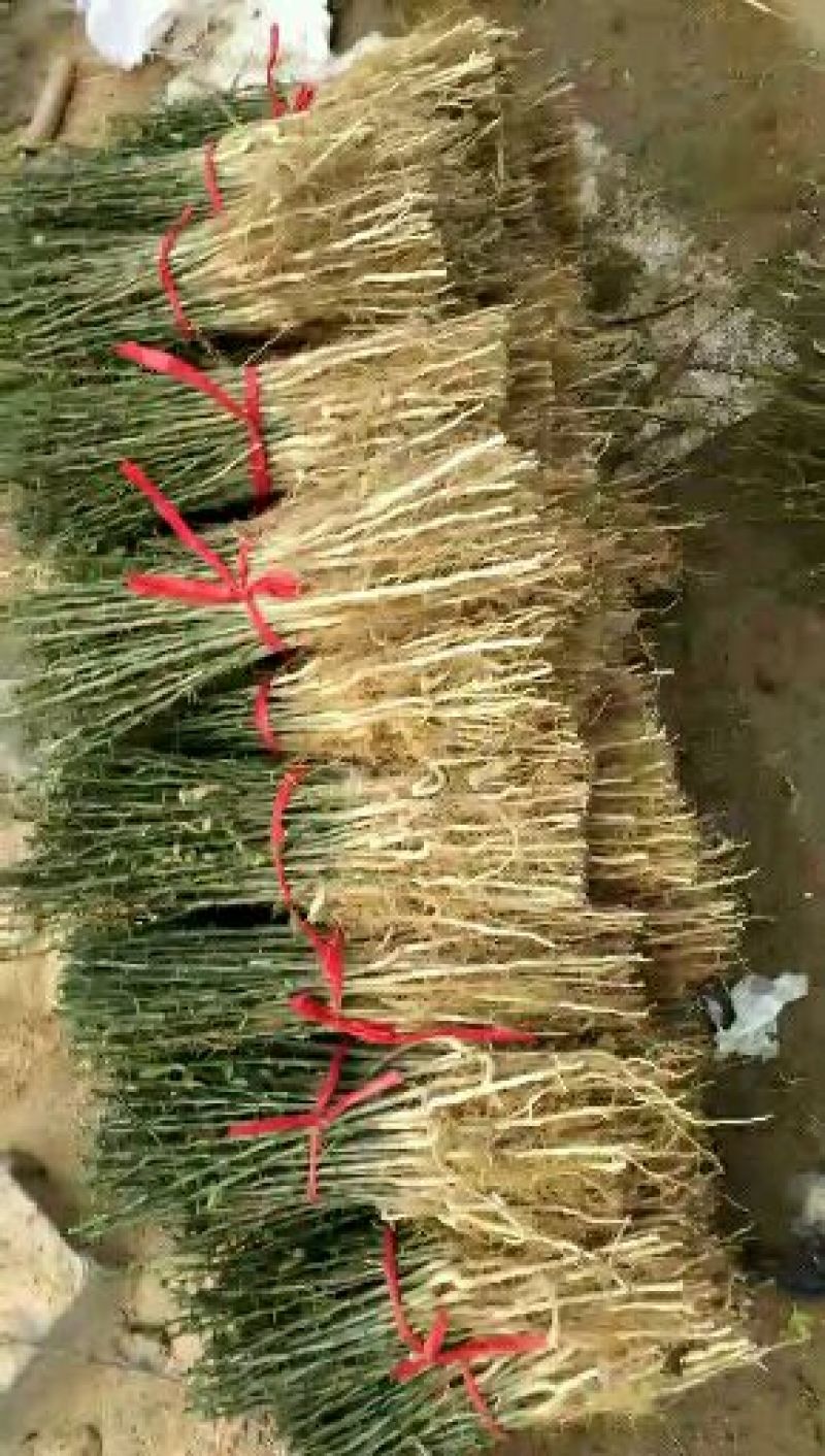 枸橘苗枳壳苗嫁接用苗