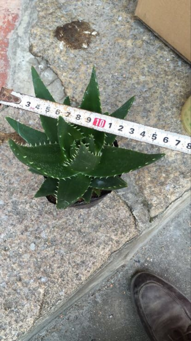 芦荟