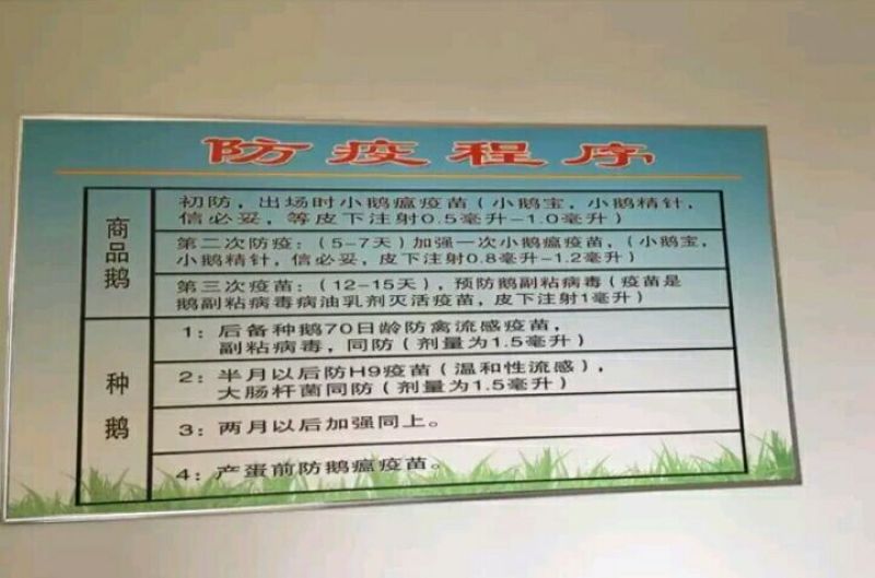 成年大白鹅肉鹅8~10斤