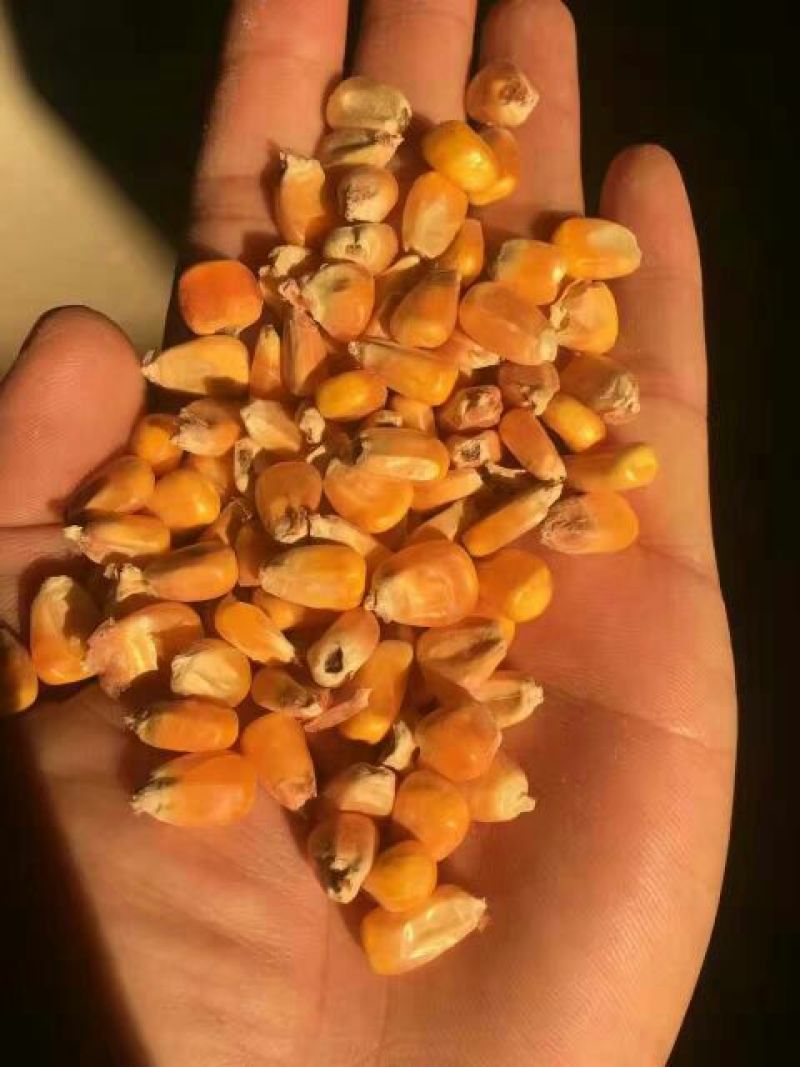 黄玉米14.5%容重690