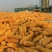 黄玉米14.5%容重690