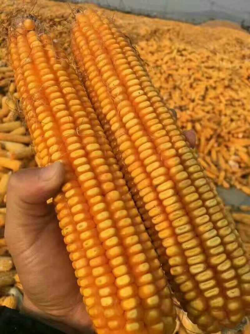黄玉米14.5%容重690