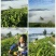 百年大树茶特级