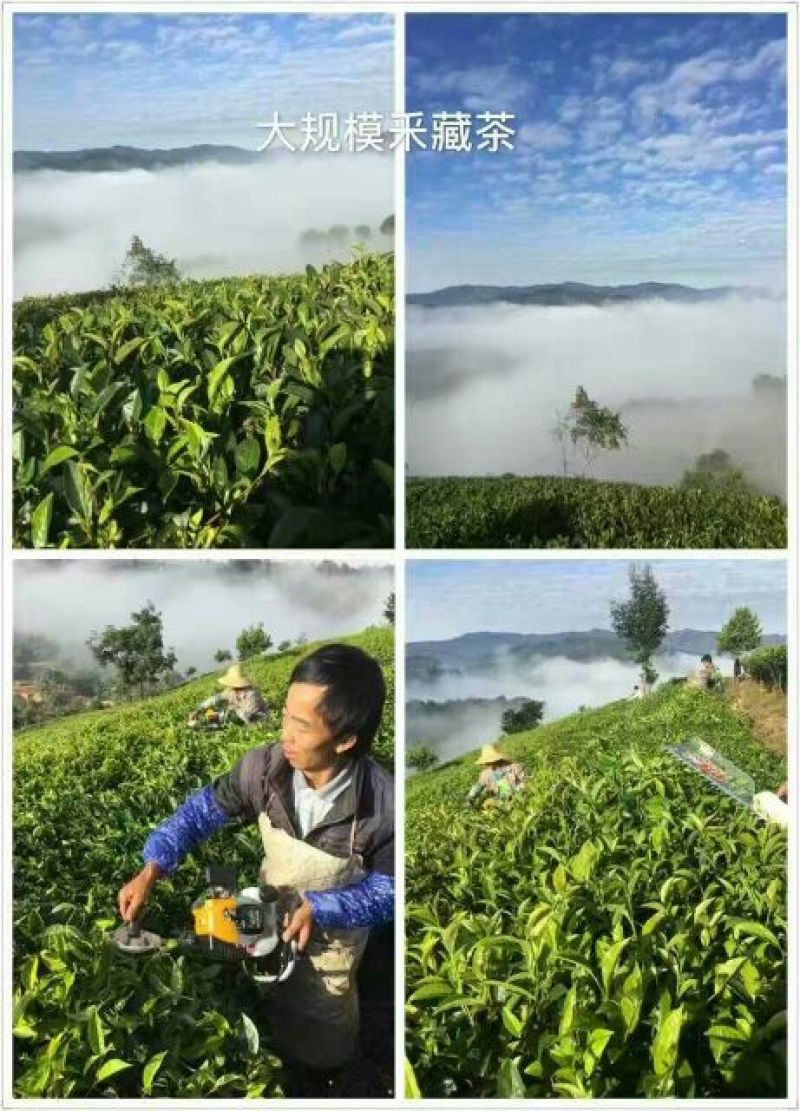 百年大树茶特级