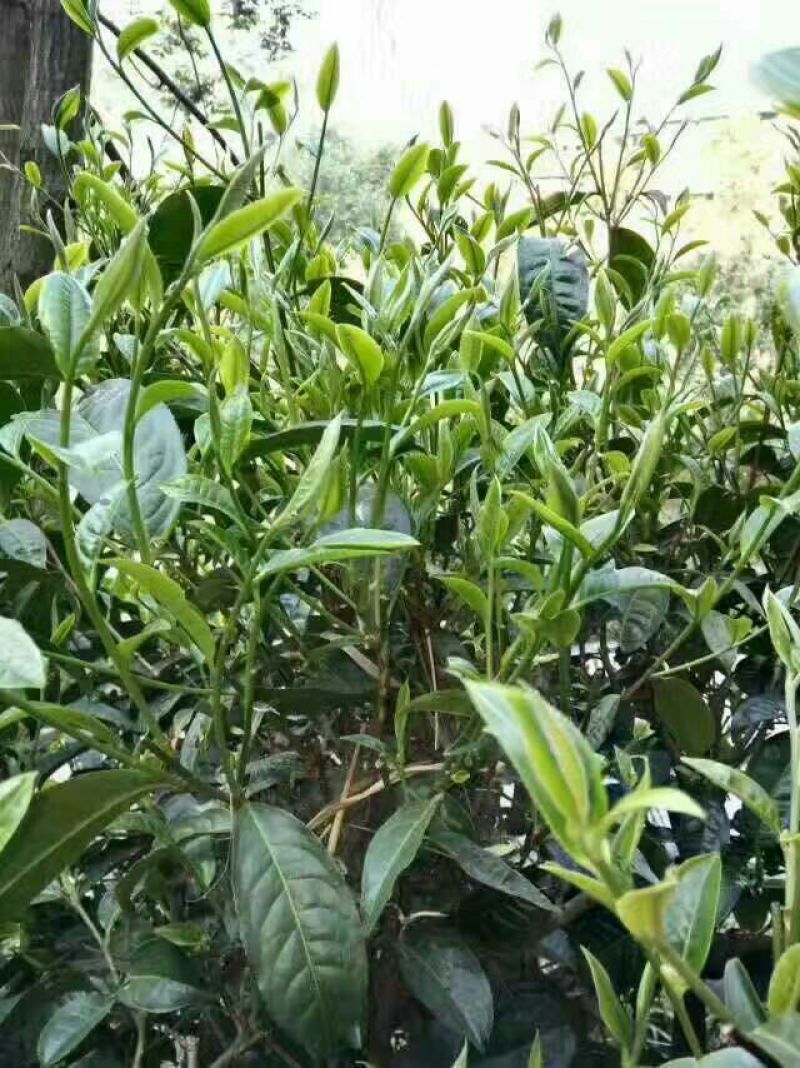 百年大树茶特级