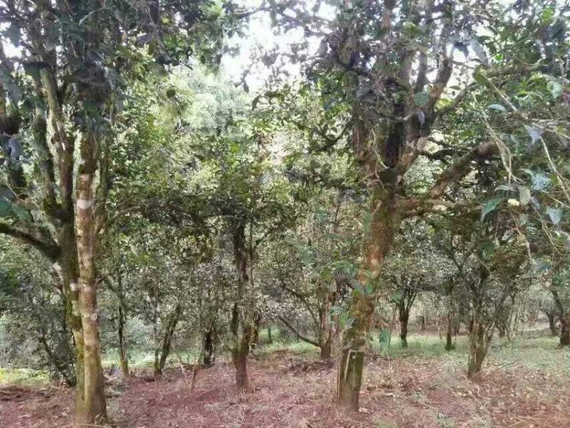 百年大树茶特级