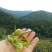百年大树茶特级