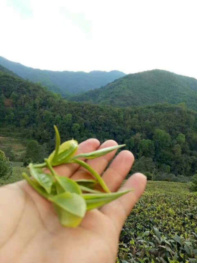 百年大树茶特级