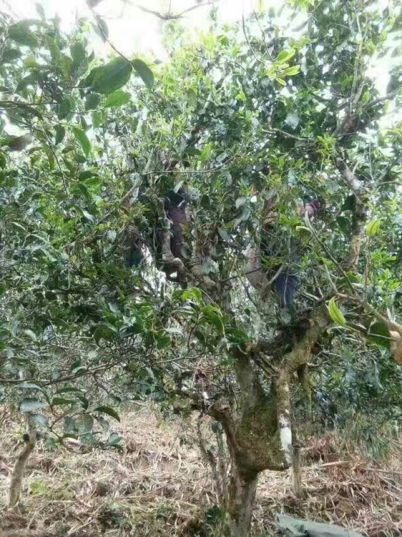 百年大树茶特级
