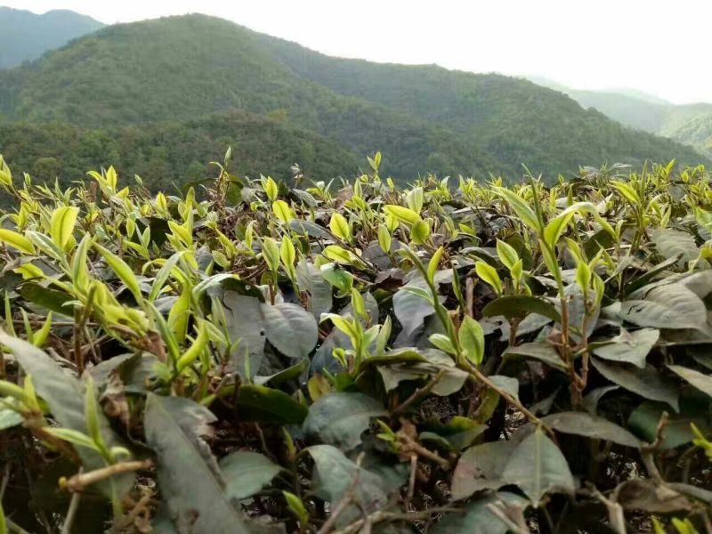百年大树茶特级
