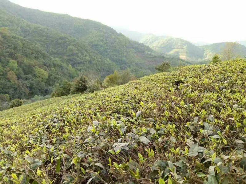 百年大树茶特级