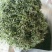 百年大树茶特级