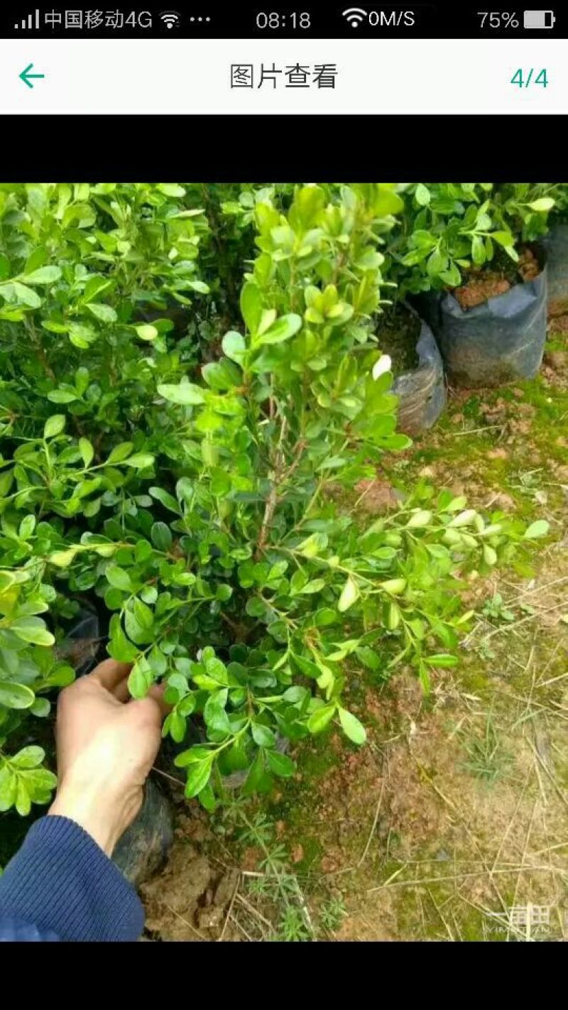 小叶黄杨苗10~20cm