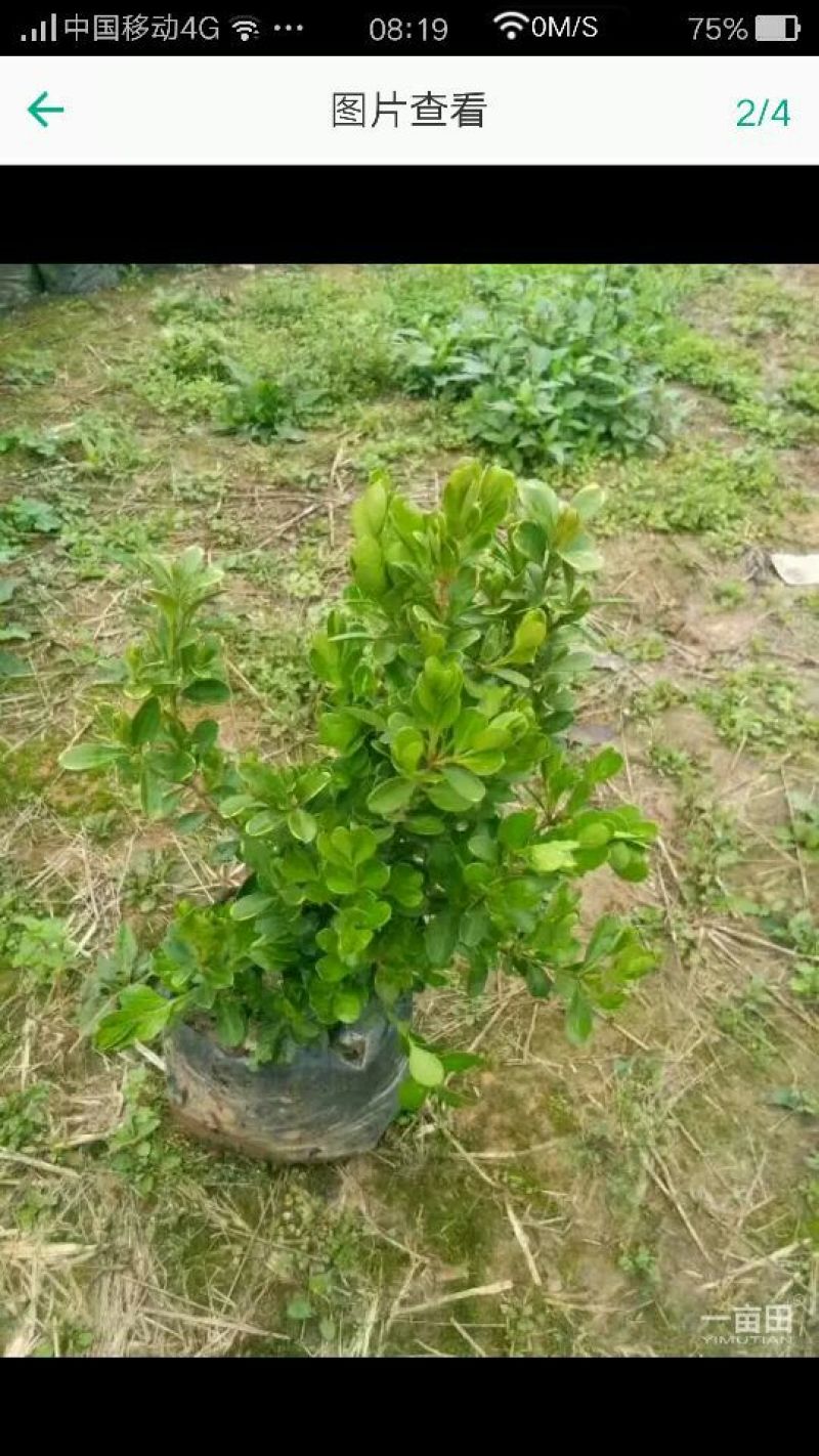 小叶黄杨苗10~20cm