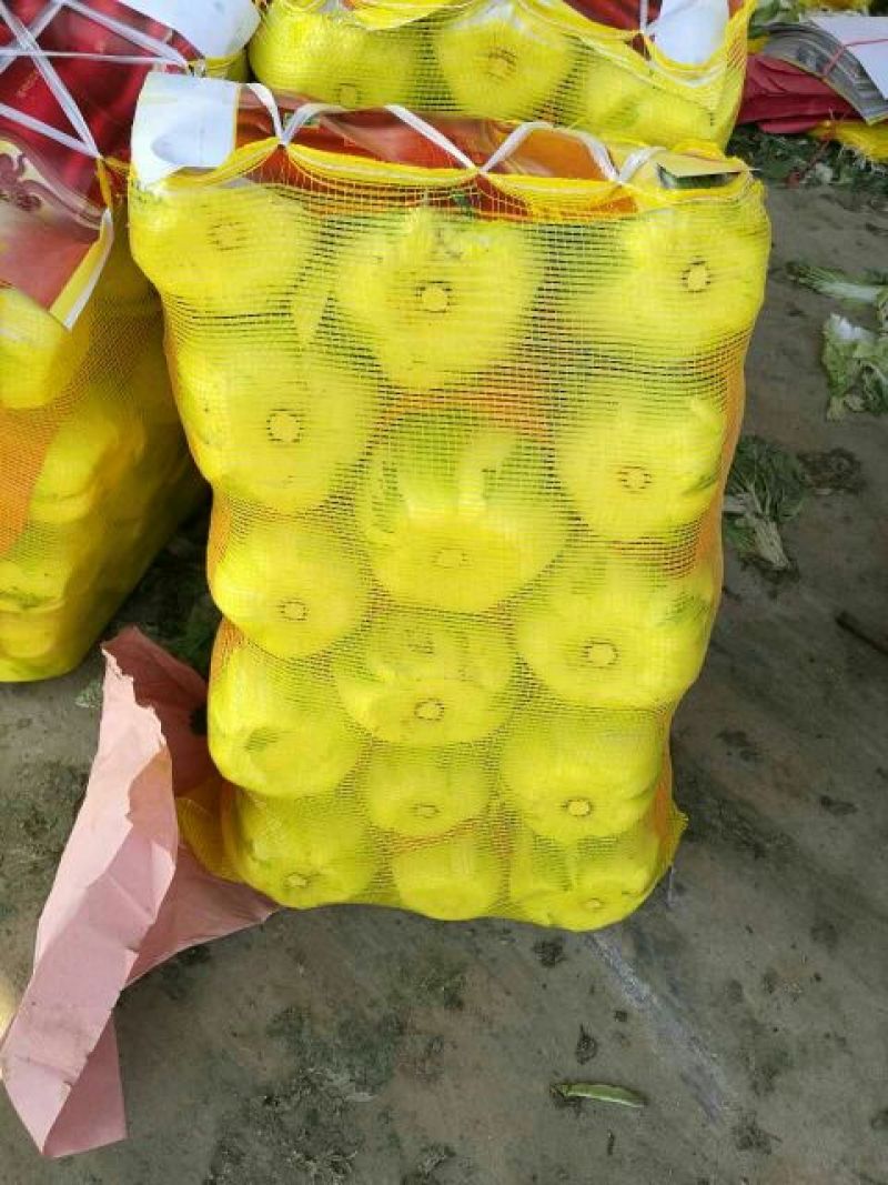 大白菜毛菜7斤以上
