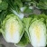 大白菜毛菜7斤以上
